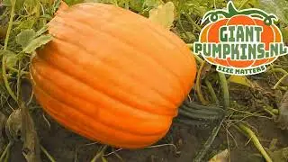 TIMELAPSE | Pumpkin getting ready for Halloween