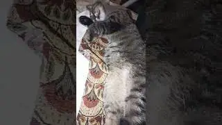 Котики спят, устали #video #kitten #catlover #funnycat #котсёма