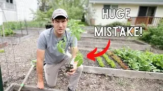 Don't Make This MISTAKE Planting Tomatoes Do THIS Instead!