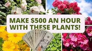 Make $500 an Hour with these Plants!