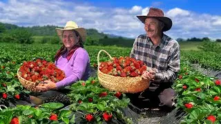 Picking Strawberries In The Field And Making Strawberry Jam In The Village