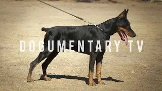 DOBERMAN PINSCHERS ARE THE WATCH DOG FOR THE WHOLE FAMILY