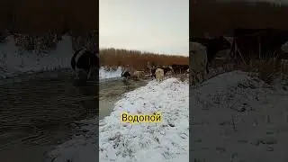 водопой! #коровы #казахстан #крс #водопой