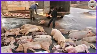 How Chinese Farmers Deal with Pigs Disaster Disease Outbreak in Pig Slaughter house