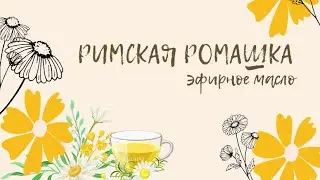 Римская Ромашка | свойства и применение | эфирное масло