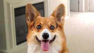 Funny Corgi Compilation