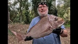 What's biting inshore reefs Sunshine Coast QLD Sept. 2024. Fish on chew. Going halfsie and sharksie.