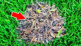 I Tested 3 Weed Control Products on the Toughest Weed in My Lawn