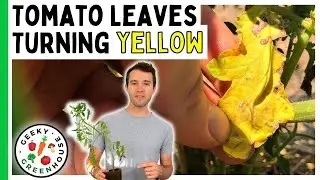 Tomato Leaves Turning Yellow? How To Fix It Fast - Geeky Greenhouse