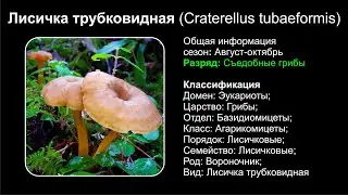 Лисичка трубковидная (Craterellus tubaeformis)