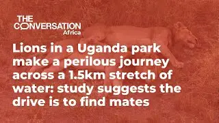 Lions in a Uganda park make a perilous journey across a 1.5km stretch of water