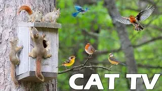 TV FOR CAT 😸🎥 Squirrel And Bird Visit The Bird Feeder 🐿🦜 Bird Chirping Sounds, Entertain Your Cats 🌸