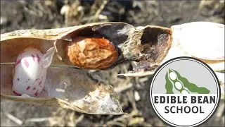 Edible Bean School: Protecting yield and quality from insect pests