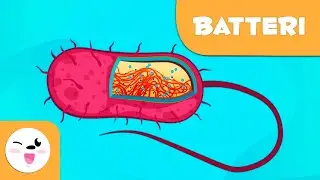 Cosa sono i batteri? – Scienza per bambini