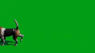 Dog idle green screen video | Copyright Free