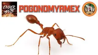 Pogonomyrmex Occidentalis (ft. ||Ender Ants||)