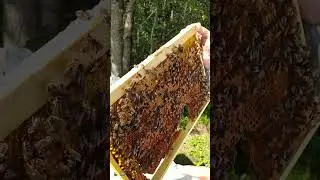 Средне Русская пчела  и  как с ней работать