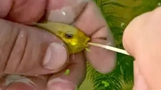 Рождение лабидохромис еллоу