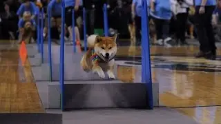 What is FlyBall - Seattle FlyDogs