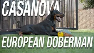 CASANOVA: EUROPEAN DOBERMAN STUD