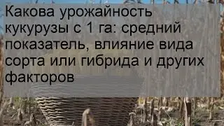 Какова урожайность кукурузы с 1 га: средний показатель, влияние вида сорта или гибрида и других фа.