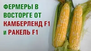 Обзор кукурузы КАМБЕРЛЕНД F1 и РАКЕЛЬ F1 - ФЕРМЕРЫ В ВОСТОРГЕ ✨