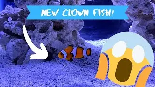 Adding A Clown Fish To My Aquarium!