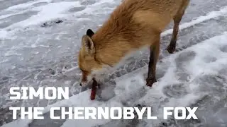 Simon The Chernobyl Fox in Pripyat (2014)