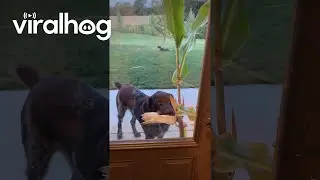 Dog Brings Corn Stalk To Door || ViralHog