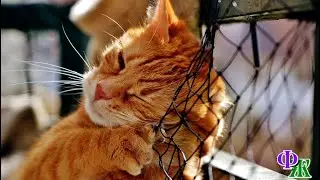 - Брысь! Раскатали усищи! Не для вас я свою КОШЕЧКУ растил! – хозяин заметался, увидев…