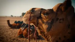 Sand Dunes of Jaisalmer | Rajasthan