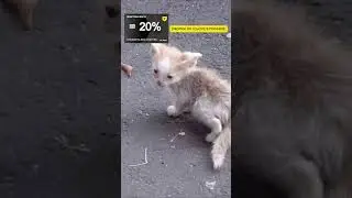 😢ЭТОГО КОТЁНКА БРОСИЛА МАМА