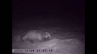 Охота на енота