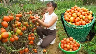 Harvesting Tomatoes and Vegetables Go To Market Sell - Free Bushcraft | Phùng Thị Phương