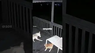 Cat vs Coyote 😱 | #cat