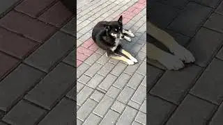 #dog