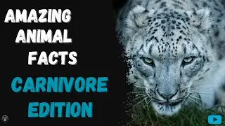 Amazing Animal Facts - Carnivore Edition