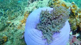 Актиния или морская анемона в водах острова Тао Таиланд