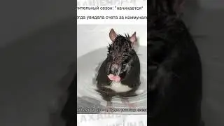 #мемы