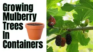 How To Grow Mulberry Trees In Pots | 1000s Of Berries In A Season By Following These Steps