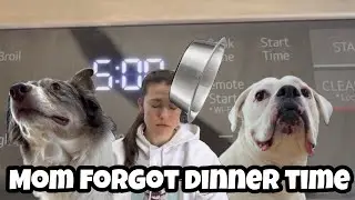 Mom Forgot the Dogs’ Dinner Time