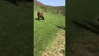 Пастухи Дагестана  🐮 🐮🐮