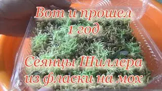 Сеянцы фаленопсиса Шиллериана 1 год на мхе из домашней фласки 07/04/2022