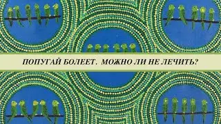 Попугайчик чихает, тяжело дышит, лежит на присаде. Что будет если не лечить попугая?