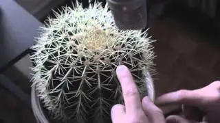 Gourski - Cactus Trap
