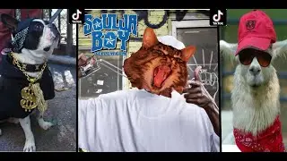 Soul boy yeah trick yeah (Pet compilation)