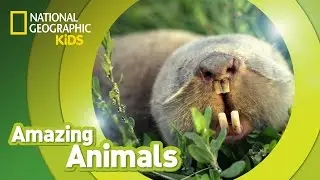 Big-headed Mole Rat | Amazing Animals