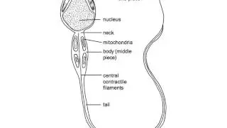 Male reproductive system