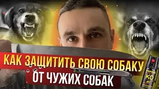 Как защитить свою собаку от других собак?