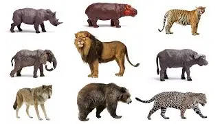 Learn Zoo Animals Names with Sounds for Kids/ Children | Navya Kid Tv